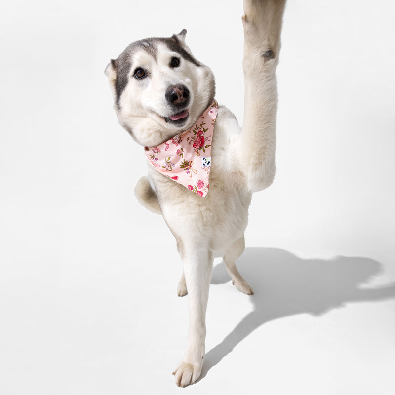 Bows & Blooms Bamboo Matching Pet Bandana