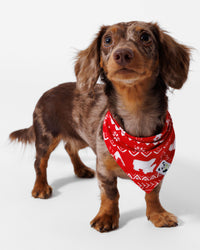 Polar Isle Red Bamboo Matching Pet Bandana