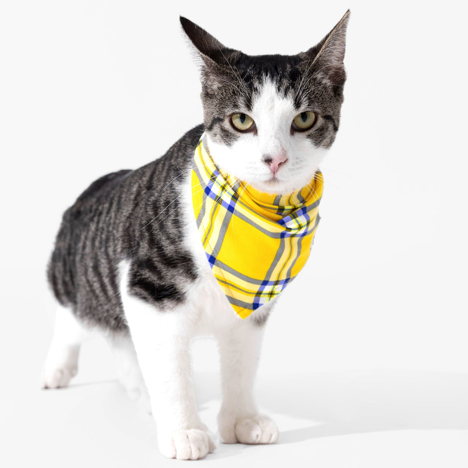 Clueless Total Betty Plaid Bamboo Matching Pet Bandana